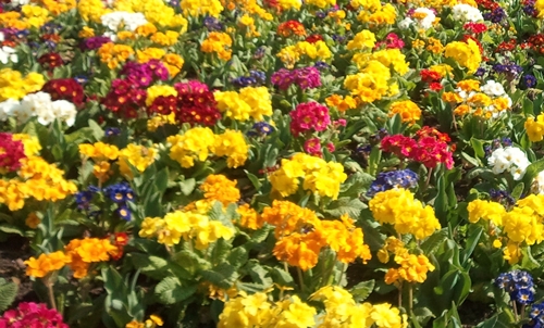 Flowers in the centre of Leamington