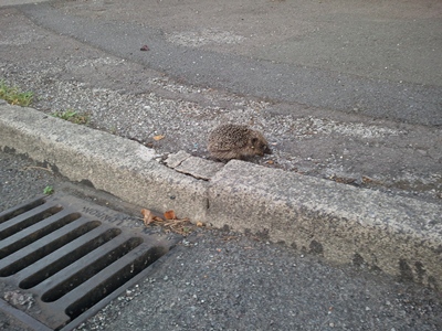 A hedgehog at the end of our road.