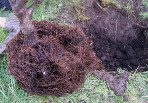 Tree roots near the hole we dug