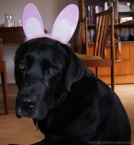 Lottie the Labrador wearing a pair of fluffy pink bunny ears 