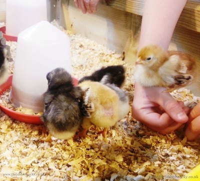 Tiny chicks being played with in the straw.