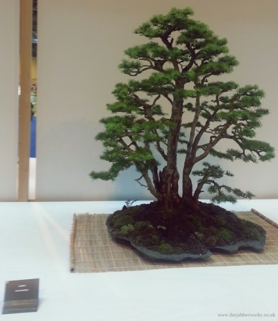 A Bonsai Larch at the BBC Gardener's World 2013
