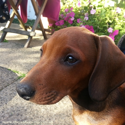 A profile shot of Kevin the red standard Dachshund