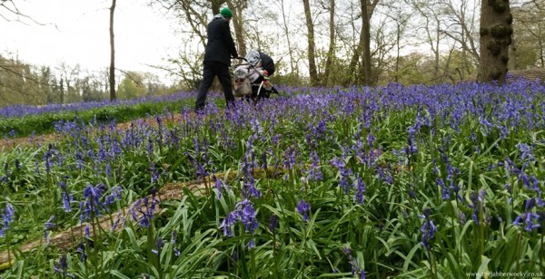 Pushing a pushchair through the bluebells