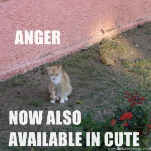 An irate cat with the caption Anger - also available in cute.